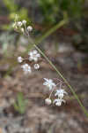 Carolina milkweed